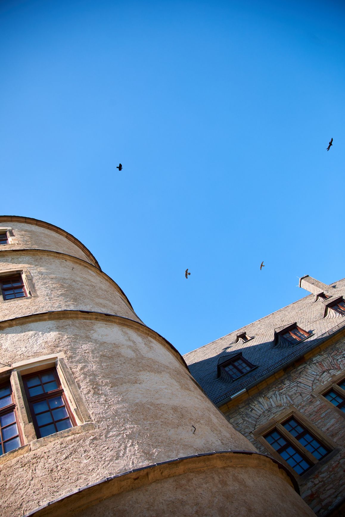 Turmfalken im Mai 2020 von Lina Loos